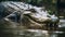 Majestic Nile Crocodile: Dominance in the Murky Mangrove Swamp