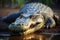 Majestic Nile crocodile rests on riverbank, a powerful riverside guardian