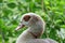 Majestic Nile Goose in profile