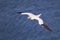 Majestic northern gannet (Morus bassanus) flying over an azure ocean