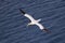 Majestic northern gannet (Morus bassanus) flying over an azure ocean in Troup Head Scotland