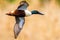 Majestic Northern shoveler bird soars through   a lush field on a sunny day