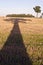 Majestic oak shadow on harvested field in evening