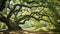 A majestic oak tree with its sprawling branches in a lush forest setting