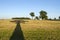 Majestic oak tree shadow on harvested agriculture field