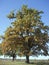 Majestic oak tree on a sunny autumn day. A large branching tree, autumn landscape