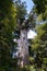 Majestic old-growth kauri tree stands tall in a lush forest setting. New Zealand.