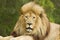 Majestic old Male lion with a huge mane lying in the wind