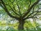 Majestic old oak giving shade to a spring meadow