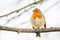 Majestic orange-feathered bird standing on a slender twig