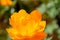 Majestic orange wildflower in summer sunshine closeup