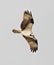 Majestic osprey bird soaring through the sky, wings outstretched as it catches a gust of wind