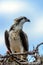 A majestic osprey Pandion haliaetus in the nest eating a fish