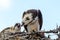 A majestic osprey Pandion haliaetus in the nest eating a fish and feeding its chick with fish