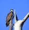 Majestic Osprey Perched in a Dead Tree