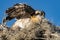 Majestic osprey perched on a nest, its wings spread wide and feathers ruffled.