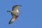 Majestic osprey soaring through an azure sky, its wingspan fully extended