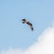 Majestic osprey soaring through the blue sky on a sunny day