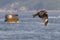 Majestic osprey soars above a tranquil body of water with a blurry background