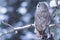 Majestic owl perched atop a frosty branch in a wintery setting, basking in the serene atmosphere