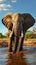 Majestic pachyderm, African elephant, gracefully hydrating at a waterhole.