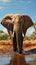 Majestic pachyderm, African elephant, gracefully hydrating at a waterhole.