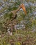 Majestic Painted stork bird perched atop a tree branch, looking off into the distance