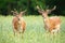 Majestic pair of fallow deer stags standing on meadow in the summer.