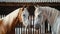 Majestic Palomino Horses Bonding at Stable