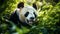 Majestic Panda: A Captivating Close-Up in a Bamboo Haven