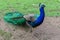 Majestic peacock in Featherdale Wildlife Park, Australia