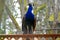 Majestic Peacock keeping watch from on top of a fence