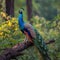 A majestic peacock poses elegantly on a tree branch