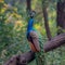 A majestic peacock poses elegantly on a tree branch