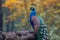 A majestic peacock poses elegantly on a tree branch