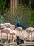 Majestic peacock standing around a flock of pastel pink flamingos