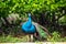 Majestic peacock with vibrant colors