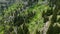 Majestic Peaks: Aerial Perspective of a Towering Mountain Forest in Early Spring