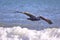 Majestic pelican in flight as it soars across the captivating waves of the ocean