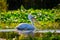 Majestic pelican gliding gracefully through a tranquil body of water surrounded by lush green