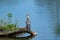 Majestic pelican perched atop a wooden log in a tranquil lake