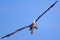 Majestic pelican soars through a blue sky