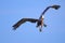 Majestic pelican soars through a blue sky