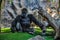 Majestic, pensive gorilla in a zoo