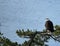 Majestic perched bald eagle