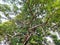 Majestic Perspective: Capturing a Tree from Below