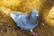 Majestic pigeon bird pigeons birds in Alajuela in Costa Rica