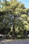 Majestic pine trees in the garden in Ronda city