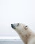 Majestic Polar Bear in the Arctic