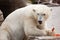 Majestic Polar Bear Eating Carrots